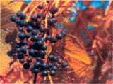 15-002b.jpg